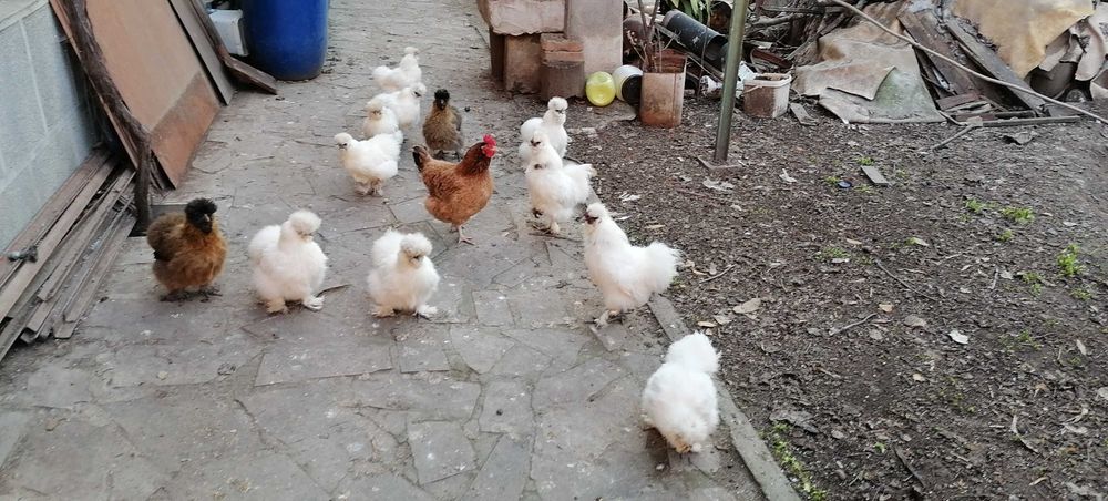 Продавам Кокошки Копринки И яйца за люпене