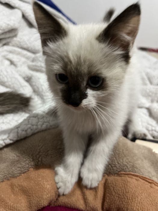 котята 2 месяца
