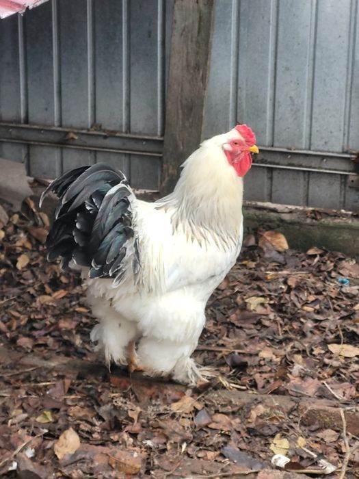 Vand Oua Gaini de Rasa