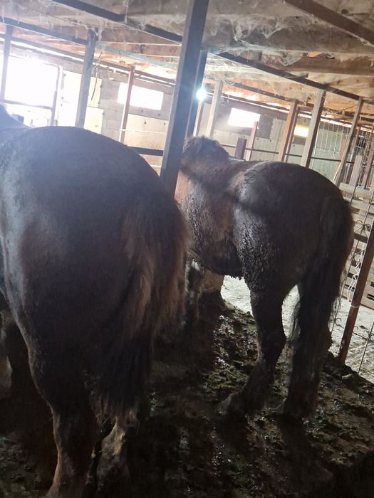 Бие кобыла тяжеловозы