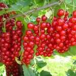 Coacaz rosu diferite soiuri