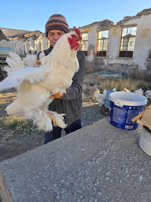 Продам петухов, брамы.