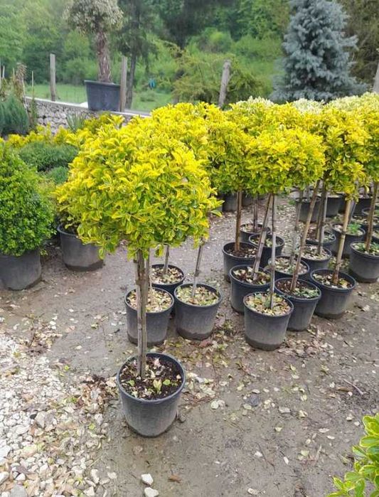 Transformă-ți Grădina – Plante Aclimatizate de Top