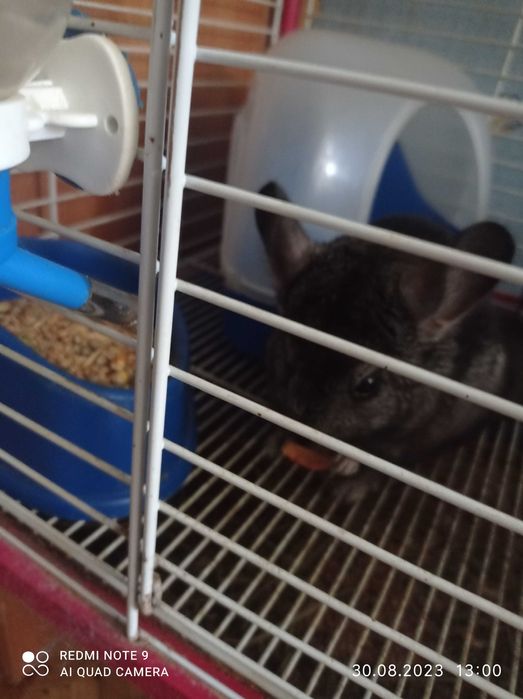 Шиншилла с клеткой