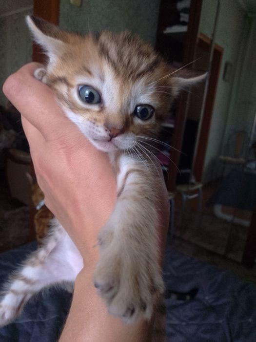 Бенгальские котята