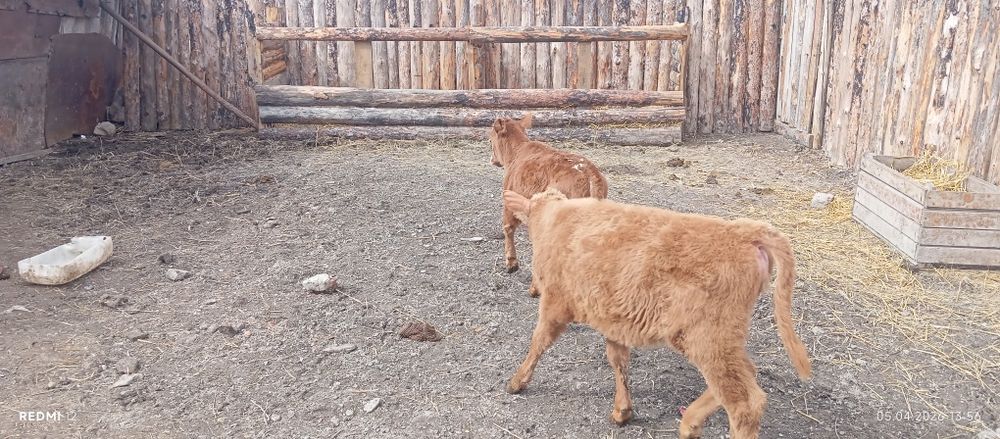 Продам телят.        .