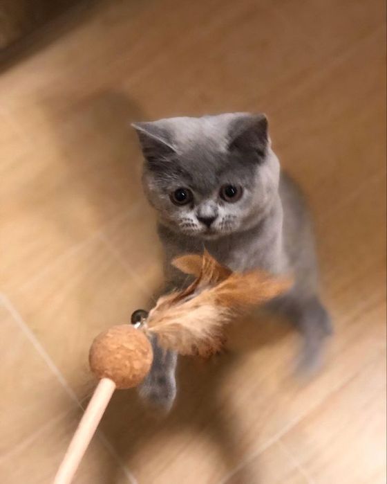 Британская кошка