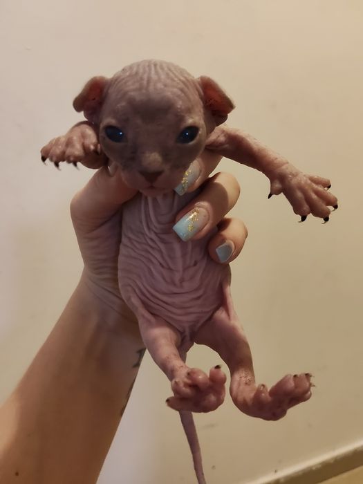 Sphinx Imperial Persan