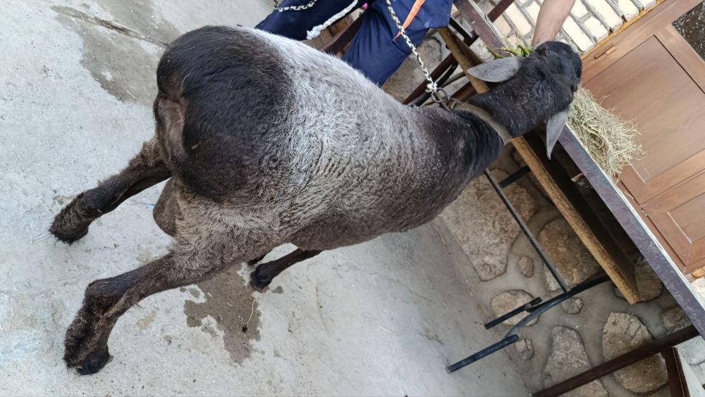 Sifatli Badani Juda Semiz Toza Hisori Qazoqi Qochqor sotiladi