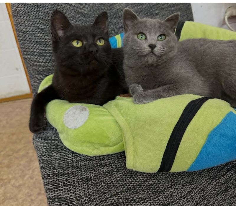 Срочно ищем хозяев для двух кошечек