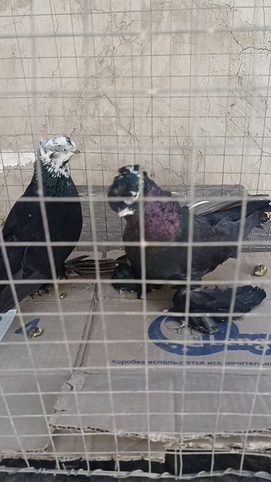 Голуби гульсари пара