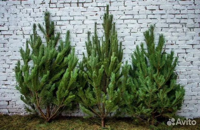 Агрономия, обработка деревьев