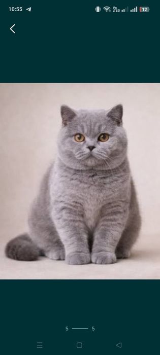 Продается котенок самец