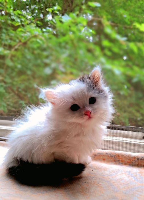 Продаются котята домашние