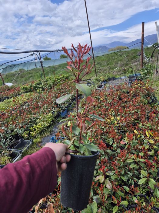 Фотиния ред рубин red rubin