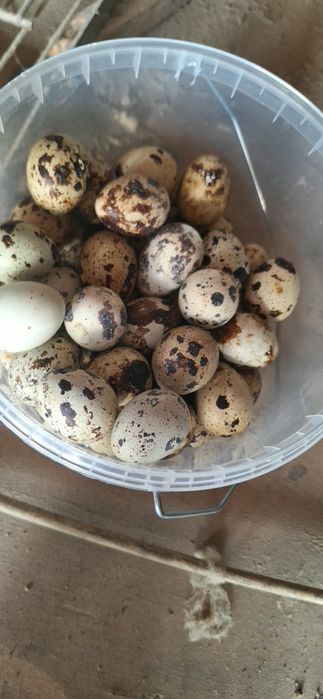 Яйцо перепелиное