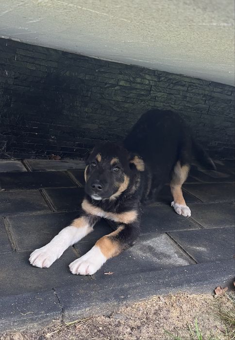 Donez pui caine - ciobanesc (german)