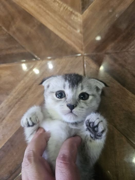 Scottish Fold toza qon