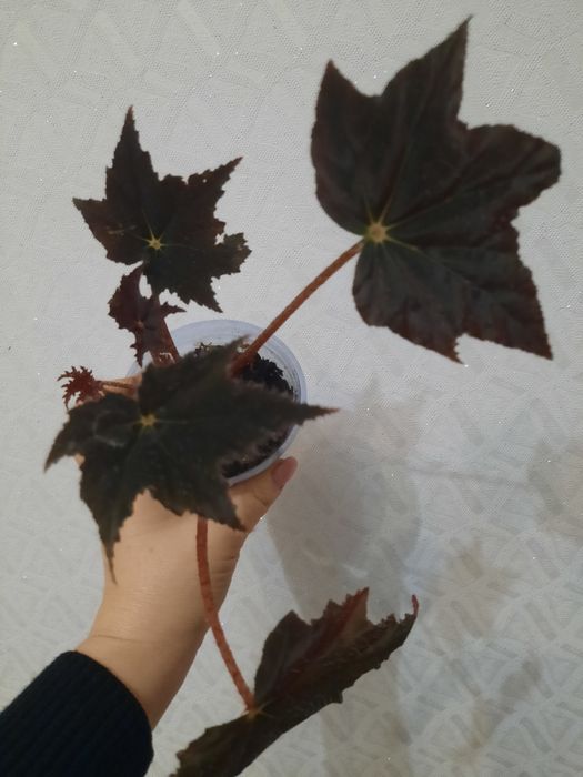 Продам бегонии комнатные цветы