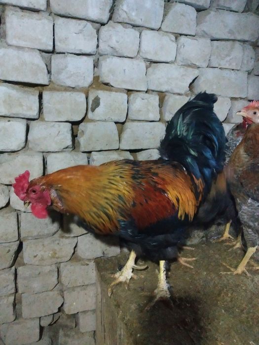 Продам петуха продам петуха