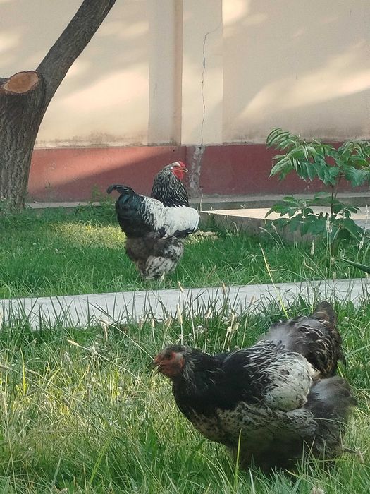 Tochkali Brama tovuq tuximiga zakaz olaman
