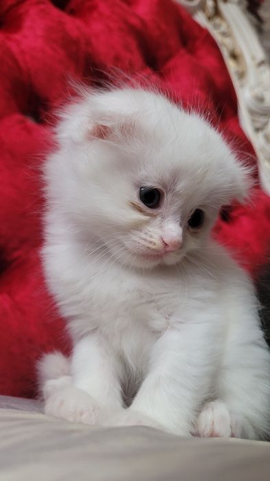 Котята шотландские вислоухие