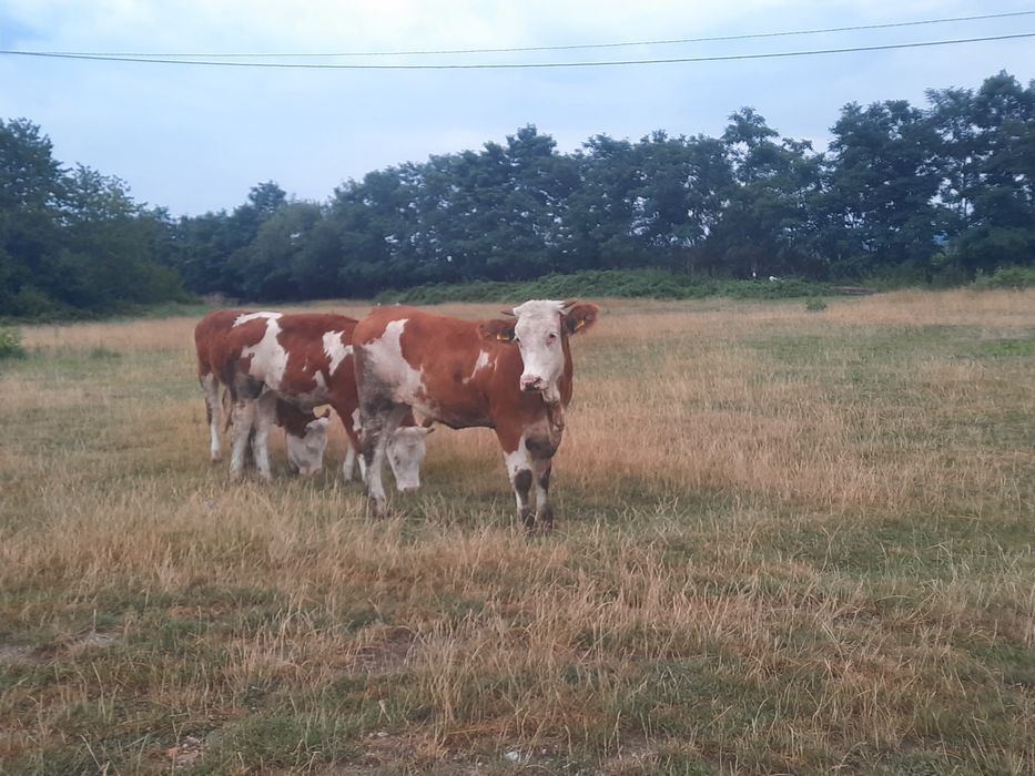 Vitele baltate 4 bucăți