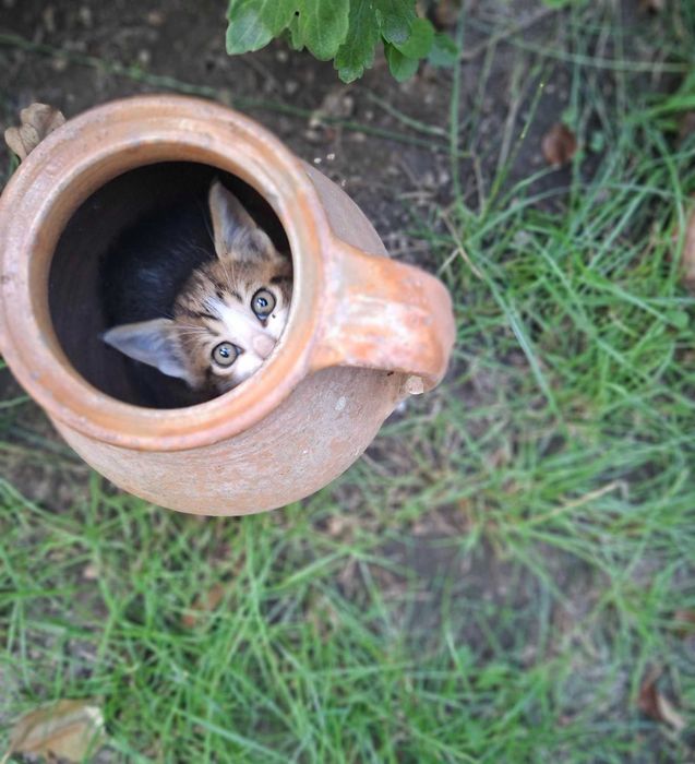 Пидарявам котета