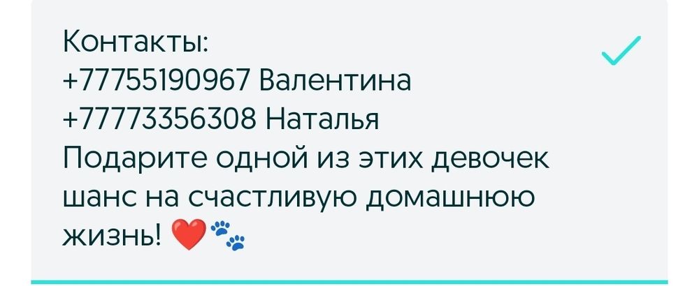 Ищут дом три замечательные собачки