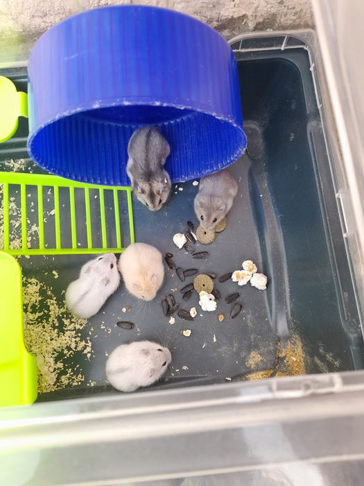 Vand  pui de hamsteri