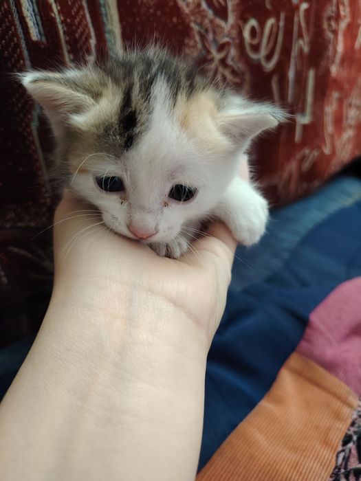 Котята девочки!!!