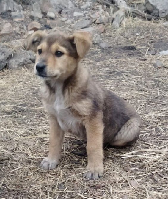 Большой выбор щенков Дворянины
