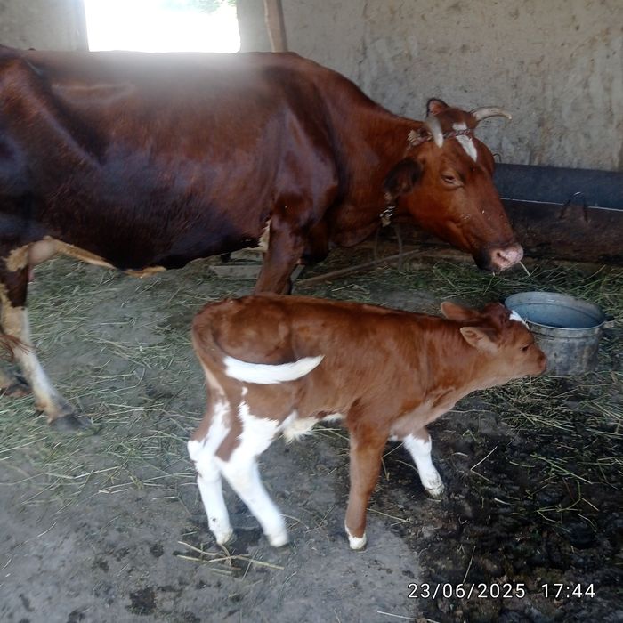 Ona bola mol sotladi