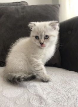 Котенок вислоухий