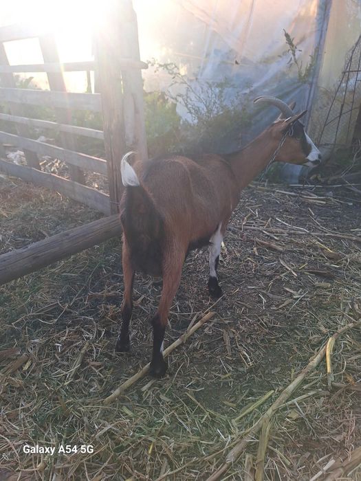 Capra tanara metis alpina franceza cu sannen