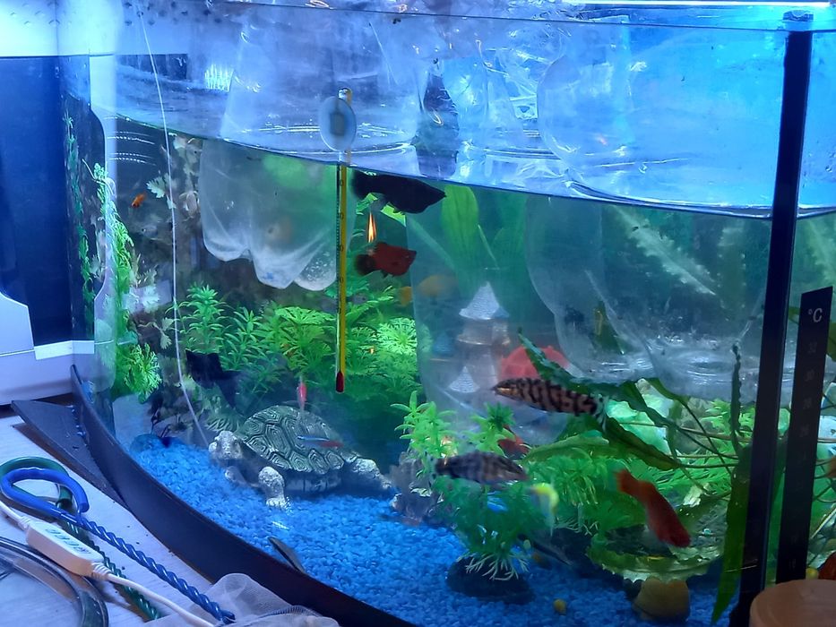 Vând acvariu diversa