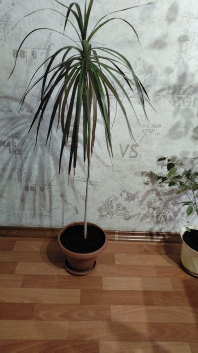 Продам цветок в горшке Драцена