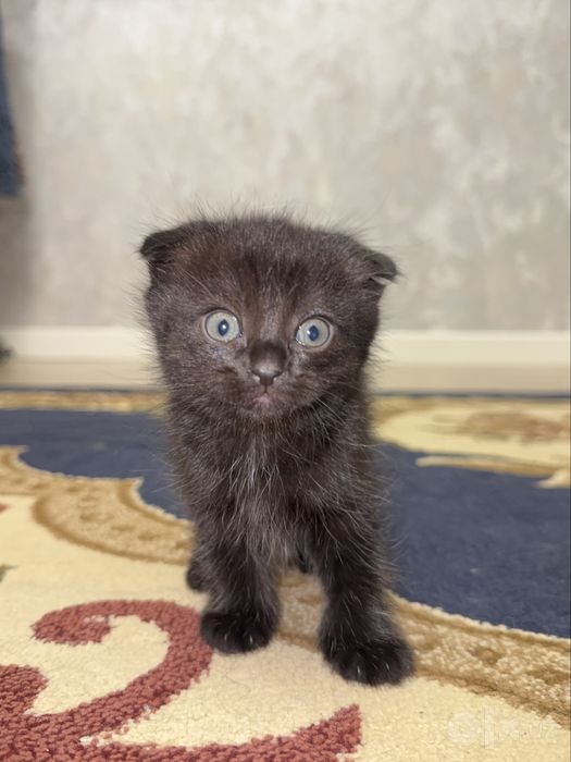 Котята одномесячные от скотиш фолд