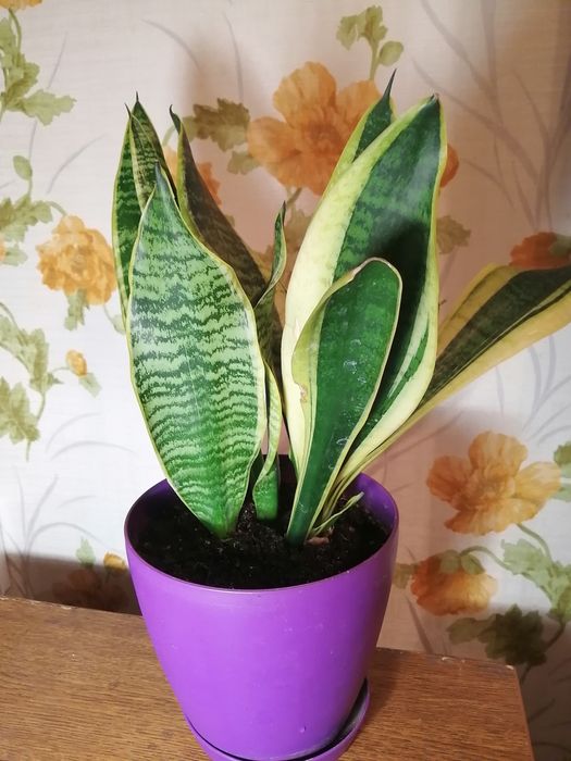 Продам сансевиерию