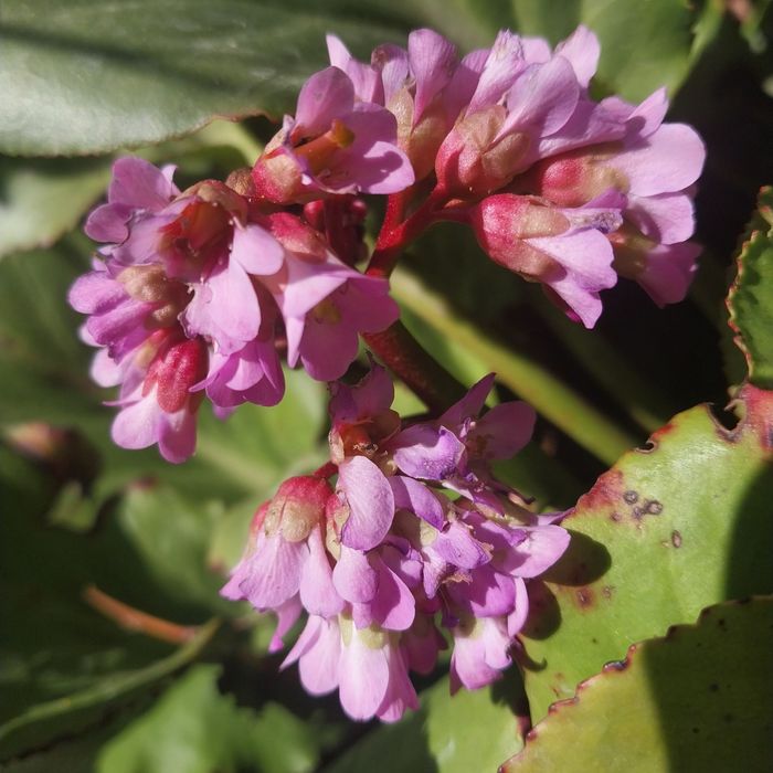 Продам саженцы многоленики