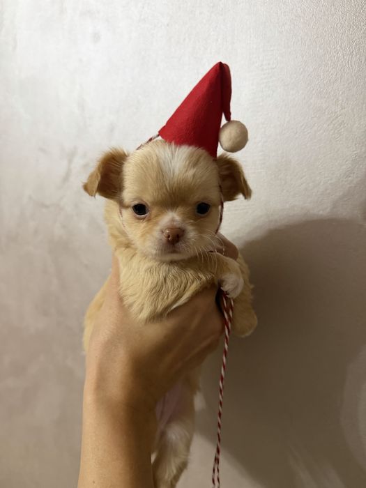 Продается щенок чехуахуа