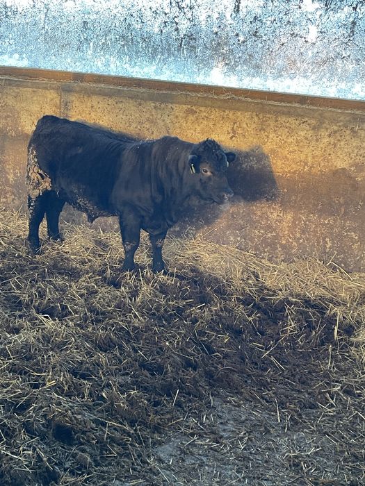 Taur angus de reproductie