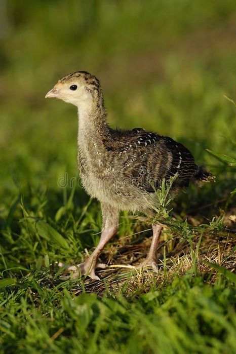 Продажа индюков: Биг 6, Бронза