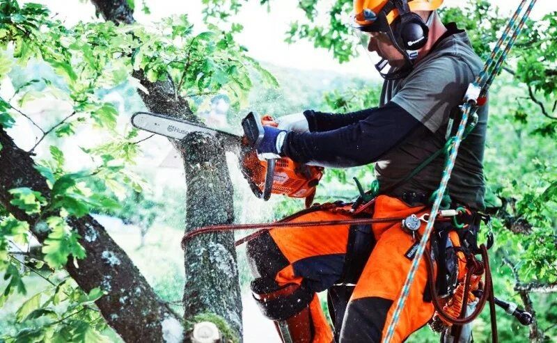Спил деревьев, обрезка дерева
агаш кесеміз
