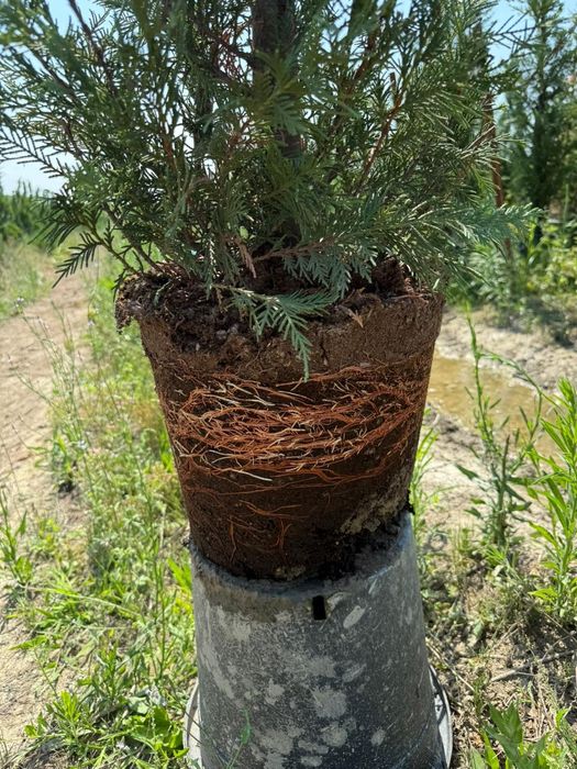 Gard viu din leilandi sau tuia