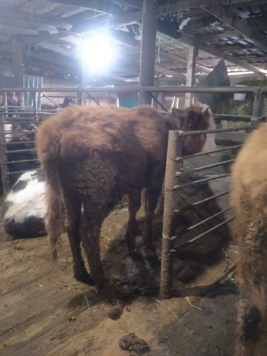 Продам бычков ..