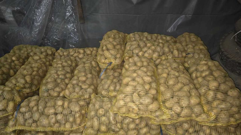 Продавам Картофи, сорт Сорая