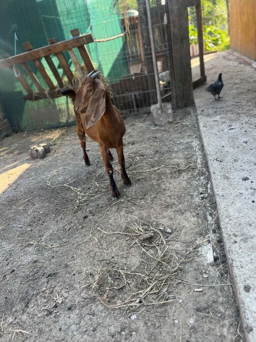 De vînzare iada Anglo nubian  varsta 4 luni pret 1000 lei neg sau schimb cu ori ce mai multe detali la telefon