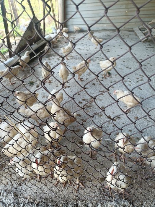 Шожек 1айлык несушка