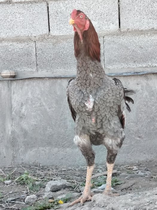 Дакан Петух япон шамо